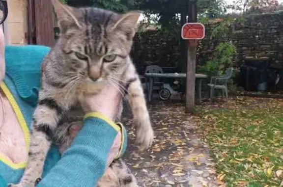 Chat mâle trouvé à Gindou, très sociable - photo