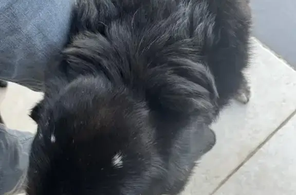 Chien noir trouvé, 3 taches blanches, Apt - photo