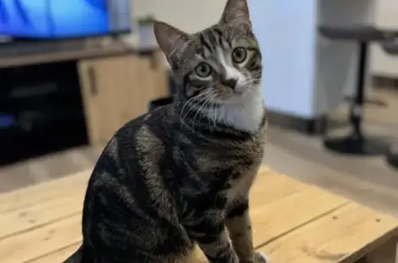 Chat sociable perdu, Les Mées - photo