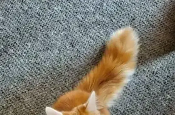 Help Find Our Fluffy Orange & White Cat!