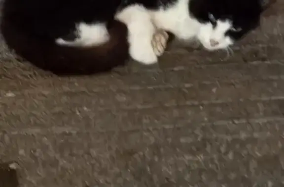 Chat noir et blanc blessé à Sciecq - photo