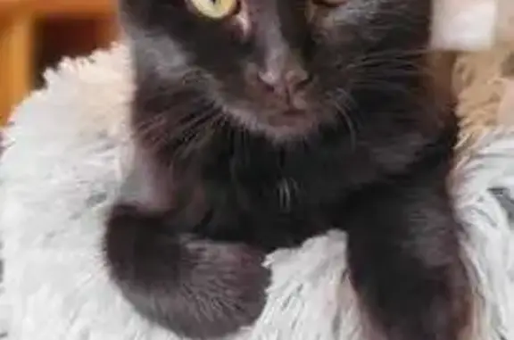 Animaux perdus Séné, photo: Chaton noir perdu au Poulfanc, Séné