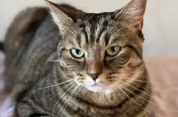 Chat perdu, Le Gua, photo: Chatte tigrée disparue à Le Gua