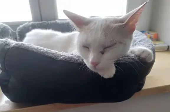 Animaux perdus Villebois, photo: Chatte perdue : Feta, blanche et rousse