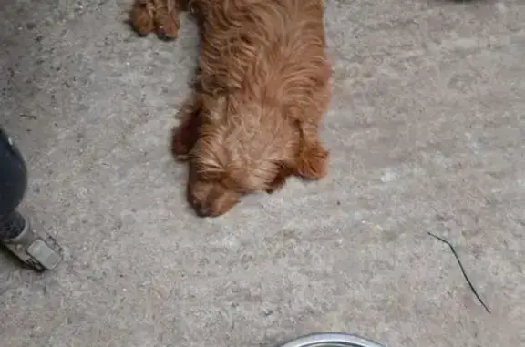 Chien perdu , photo : Chienne perdue à Velluire : Fripouille