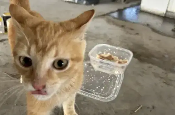 Jeune chat sociable trouvé à Nègrepelisse - photo