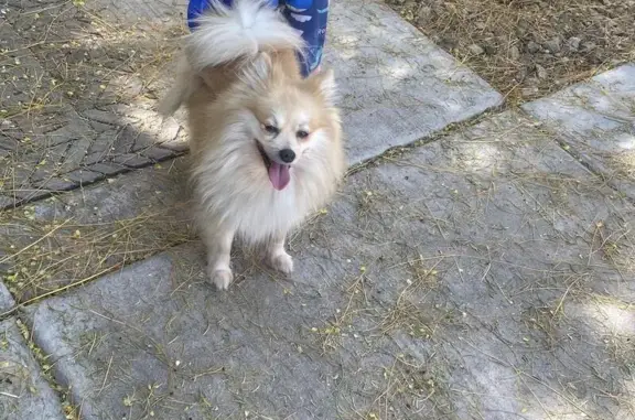 Lost Pomeranian: Help Find Valentino!