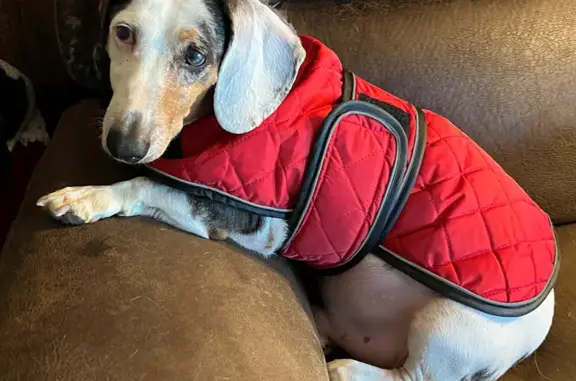 Help Find Vinny: Blind Dachshund Lost