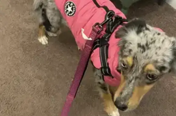 She is a mini Aussie foster who is very scared and timid. She is dragging a pink leash and does have an apple air tag on her. Please do not chase! Call Linda at 908.339.1262 with any sightings.