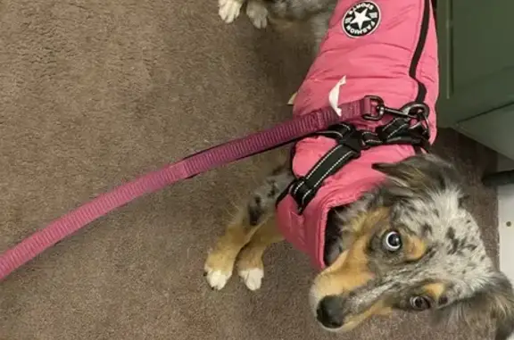 Lost Mini Aussie on Pequest Rd: Help!