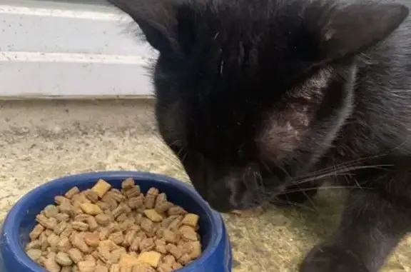 Chat trouvé rue Louis Blanc, Périgueux - photo