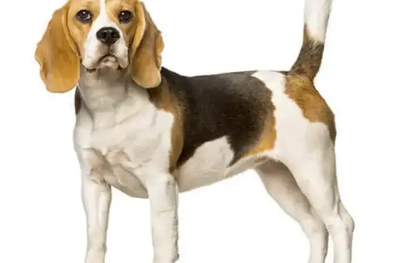Chien trouvé Haguenau, photo: Beagle aperçu à Haguenau le 28/10/24 matin