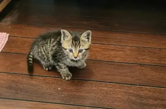 Chat trouvé sous une voiture à Ploufragan - photo
