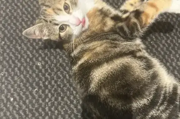Animaux trouvés Orchamps-Vennes, photo: Chat trouvé près de la pharmacie Orchamps-Vennes