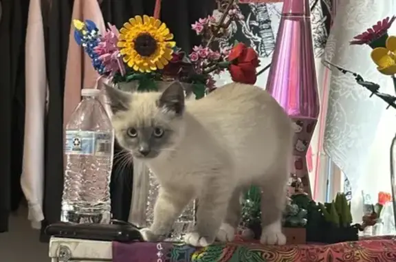 Lost Siamese Cat: Santaquin Area