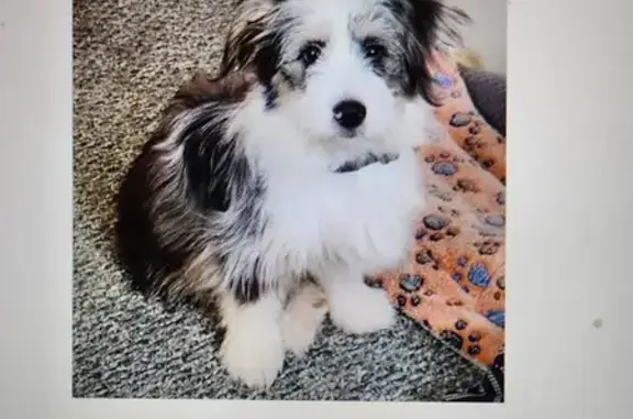 Lost Mini Sheepdog Mix: Claythorne Dr.