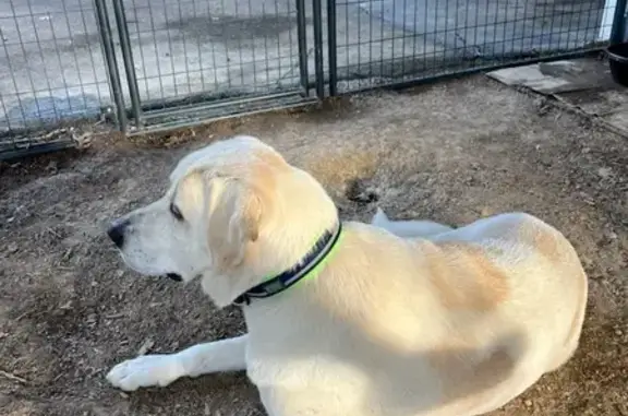 Found: Sweet Lab Mix at Whitesburg Store