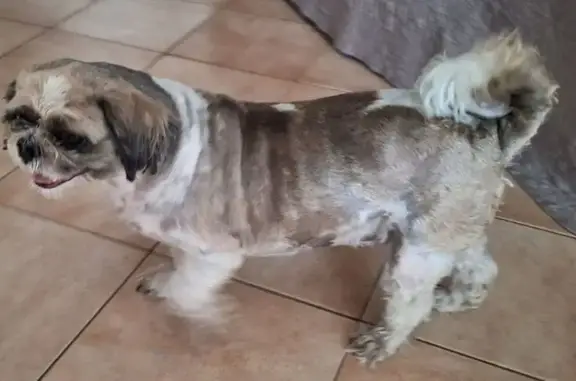 Chien perdu Le Grau-du-Roi, photo : Shitzu marron-blanc perdu au Grau-du-Roi