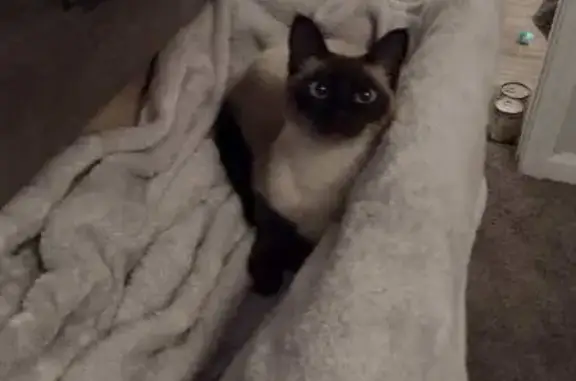 Lost Siamese Cat: Amber Cove Way