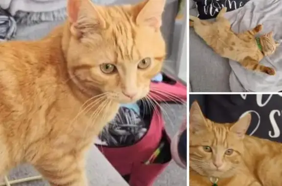 Ginger Cat Missing: Cheltenham Alert!