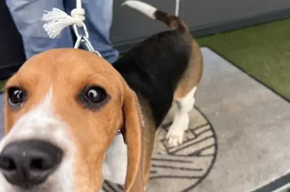 Chien trouvé La Rochelle, photo: Beagle errant trouvé aux Minimes