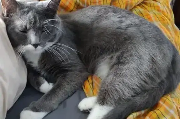 Animaux perdus , photo: Chatte grise perdue à Tauxigny-Saint-Bauld
