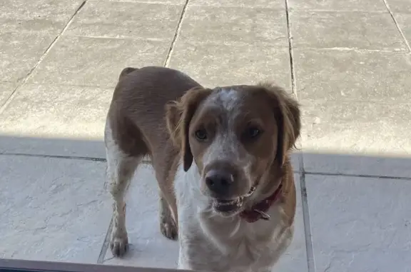 Chien trouvé Attignat, photo: Epagneul Breton errant à Attignat