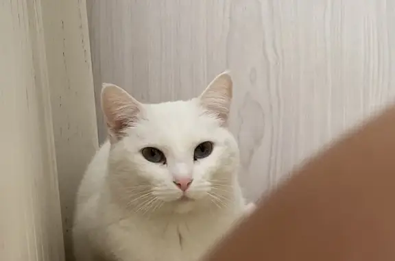 Deaf White Cat Missing in Polokwane