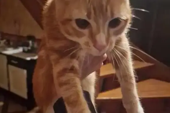 Chaton trouvé à Échenoz-la-Méline - photo