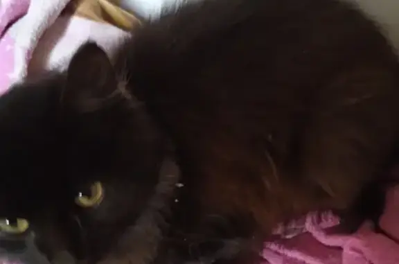 Animaux trouvés Évron, photo: Chaton mâle trouvé, noir marron, Évron