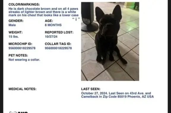 Lost Frenchton: Dark Brown on 41st Dr