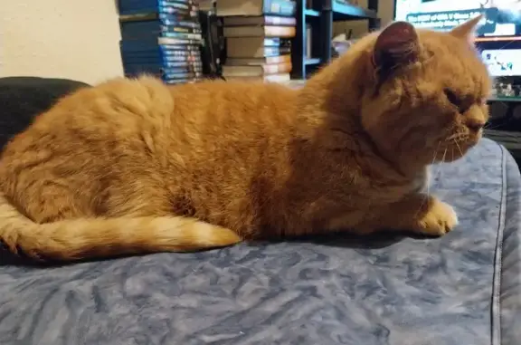 Lost Orange Cat Found Near Lee...