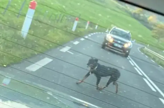 Beauceron noir/marron trouvé à Andelat - photo