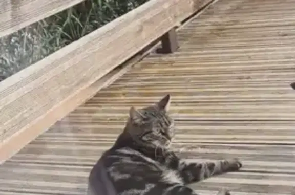 Chat perdu, , photo: Chatte tigrée perdue à Saint-Jean-Lasseille