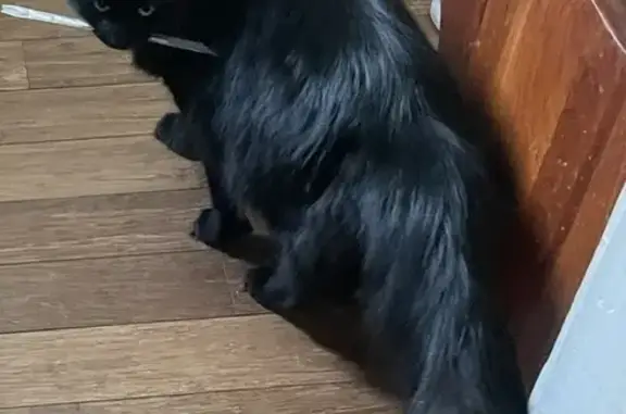 Missing: Black Long-Haired Cat, Columbus