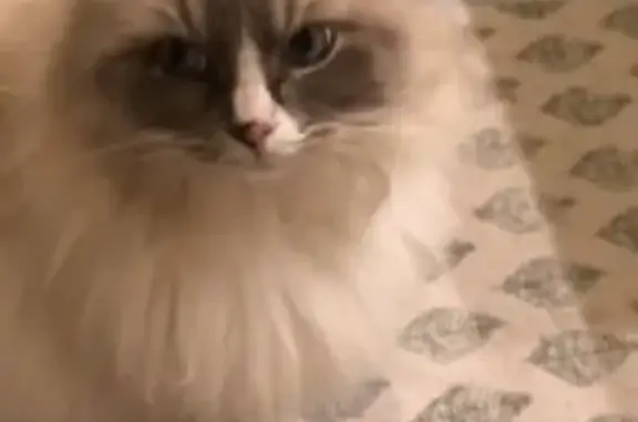 Chat perdu, Saint-Georges-sur-Baulche, photo: Chat perdu : Ragdoll 10 ans, blanc et gris