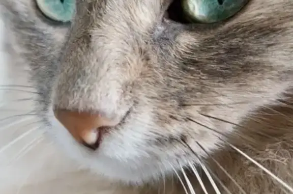 Chat perdu, Carquefou, photo: Chat perdu à Carquefou : Pandore, 3 ans