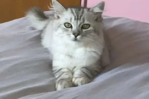 Animaux perdus Oberschaeffolsheim, photo: Chatte grise/blanche perdue à Oberschaeffolsheim