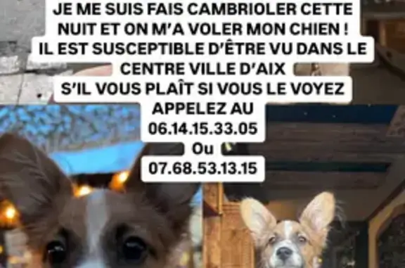 Chien perdu : Veko, Pinsher/Spitz, 5 mois - photo