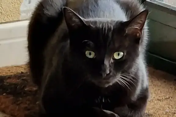 Chat noir aux yeux verts perdu à Saulnières - photo