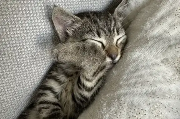 Animaux trouvés Biars-sur-Cère, photo: Chat trouvé rue des Écoles à Biars-sur-Cère