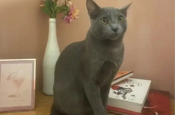 ¡Ayuda! Gato gris perdido en Barcelona