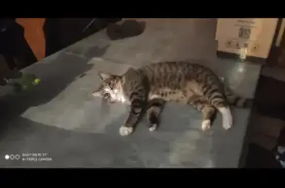 Animaux perdus Cravanche, photo: Chatte tigrée perdue à Cravanche