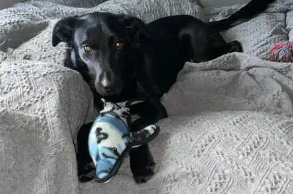 Lost: Timid Black Lab on Lloyd Ave