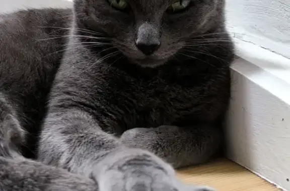 Chat gris Tuco perdu à Blanzat - photo