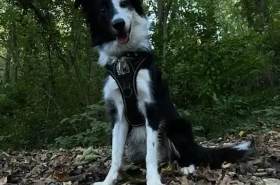 Chien perdu Caluire-et-Cuire, photo : Chienne Border Collie perdue à Caluire
