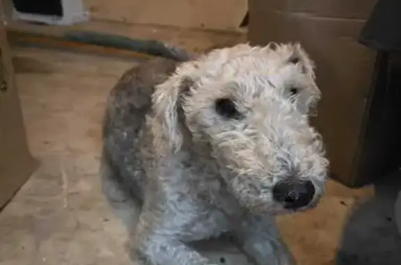 Chien trouvé , photo: Fox-terrier gris-blanc trouvé en Sologne