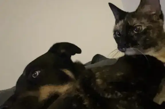 Chat perdu, Annemasse, photo: Chatte tricolore Zora disparue à Annemasse