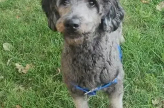 Friendly Poodle Mix Found in Warren