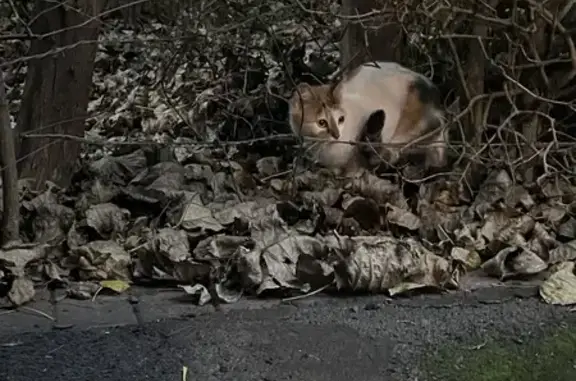 Chat tricolore amaigri trouvé à Dunkerque - photo